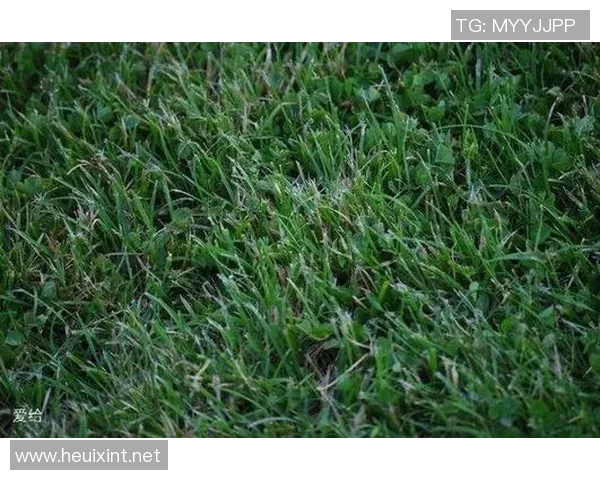 足球明星割草事件背后的真相与影响分析